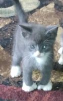 Hemingway Cats for sale in Callahan, FL 32011, USA. price: NA