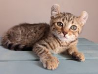 Highland Lynx Cats for sale in Somerset, PA 15501, USA. price: NA