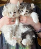 Highland Lynx Cats for sale in Oxford Charter Township, MI, USA. price: NA