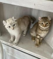 Highland Lynx Cats for sale in Beverly Hills, Florida. price: $600
