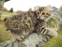 Highland Lynx Cats Photos