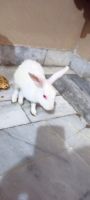 Himalayan Rabbits Photos