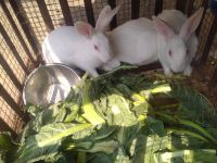 Himalayan Rabbits for sale in Wardha, Maharashtra, India. price: 750 INR