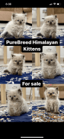 Himalayan Cats for sale in Hyderabad, Telangana, India. price: 25000 INR