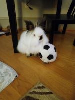 Himalayan Rabbits for sale in Anderson, SC, USA. price: NA