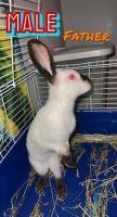 Himalayan Rabbits for sale in Milton, VT 05468, USA. price: NA