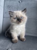 Himalayan Cats for sale in Indianapolis, IN, USA. price: NA