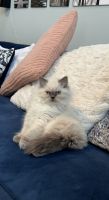 Himalayan Cats for sale in 2249 Farm View Ct, Toledo, OH 43615, USA. price: NA