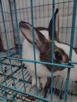Himalayan Rabbits for sale in Gurugram, Haryana, India. price: NA