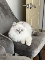 Himalayan Cats for sale in Vero Beach, FL 32962, USA. price: NA