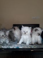 Himalayan Cats for sale in Faridabad, Haryana, India. price: 14000 INR