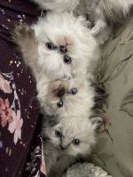Himalayan Cats for sale in Indianapolis, IN, USA. price: NA