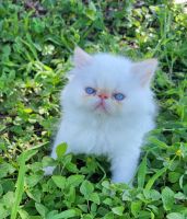 Himalayan Cats for sale in Clearwater, FL, USA. price: NA