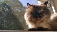 Himalayan Cats for sale in River Edge, NJ, USA. price: $300