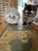 Himalayan Cats for sale in Waterloo, IA, USA. price: $1,000