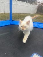 Himalayan Cats for sale in New Haven, CT, USA. price: $500
