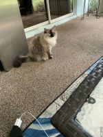 Himalayan Cats for sale in Port Orange, Florida. price: $200