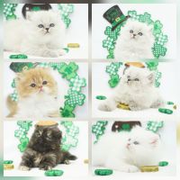 Himalayan Cats for sale in Lake Placid, Florida. price: $1,350