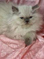 Himalayan Cats for sale in Rockford, Illinois. price: $1,000