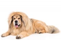 himalayan mastiff dog
