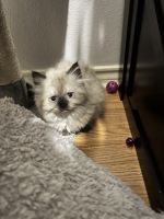 Himalayan Persian Cats for sale in Houston, TX 77060, USA. price: NA