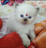 Himalayan Persian Cats for sale in Kolkata, West Bengal, India. price: NA