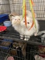 Himalayan Persian Cats for sale in Vancouver, WA 98661, USA. price: NA