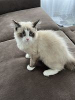 Himalayan Persian Cats for sale in Orillia, ON, Canada. price: NA