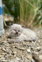 Himalayan Persian Cats for sale in Bath, PA 18014, USA. price: $490