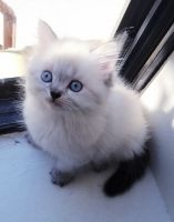 Himalayan Persian Cats for sale in Brooklyn, NY, USA. price: $500