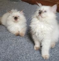 Himalayan Persian Cats for sale in Mandeville, LA, USA. price: $480