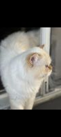 Himalayan Persian Cats for sale in Columbus, OH, USA. price: $1,100