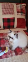 Himalayan Persian Cats for sale in Hampshire, Illinois. price: $500