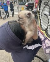 Himalayan Persian Cats for sale in New York City, New York. price: $1,000