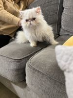 Himalayan Persian Cats for sale in Garfield, New Jersey. price: $400
