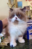 Himalayan Persian Cats for sale in Hollywood, South Carolina. price: $850