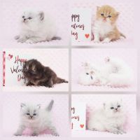 Himalayan Persian Cats for sale in Lake Placid, Florida. price: $1,350