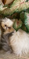 Himalayan Persian Cats for sale in Hendersonville, TN, USA. price: $950