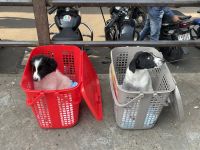 Himalayan Sheepdog Puppies for sale in Kolkata, West Bengal, India. price: 4000 INR