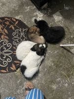 Himalayan Sheepdog Puppies Photos