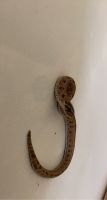 Hognose Snake Reptiles for sale in Vallejo, CA, USA. price: $400