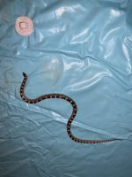 Hognose Snake Reptiles for sale in Gage, OK, USA. price: NA