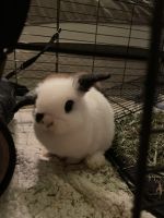 Holland Lop Rabbits for sale in Inver Grove Heights, MN, USA. price: NA