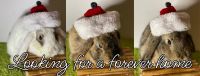 Holland Lop Rabbits for sale in The Bronx, NY, USA. price: NA