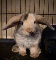 Holland Lop Rabbits for sale in Chandler, AZ, USA. price: NA