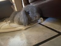 Holland Lop Rabbits for sale in Huntington Park, CA, USA. price: NA