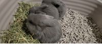 Holland Lop Rabbits for sale in Harpers Ferry, WV 25425, USA. price: NA