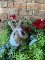 Holland Lop Rabbits for sale in Schererville, IN 46375, USA. price: NA