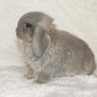 Holland Lop Rabbits for sale in Yucaipa, CA, USA. price: NA