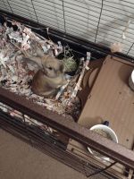 Holland Lop Rabbits for sale in Tempe, AZ, USA. price: NA